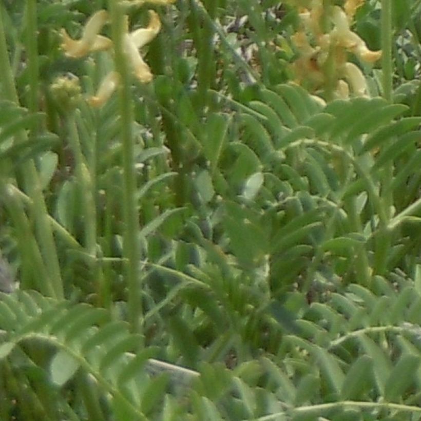 Astragalus canadensis - Astragale du Canada (Foliage)