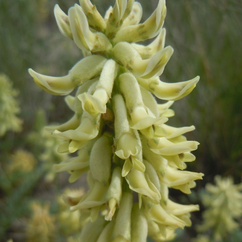 Astragalus canadensis - Astragale du Canada (Flowering)