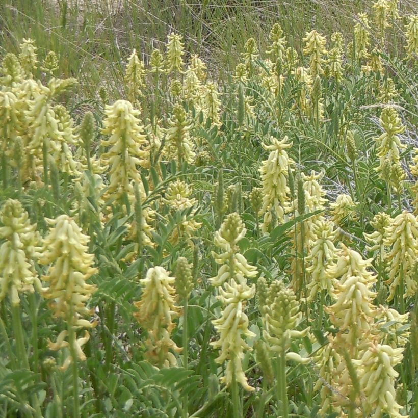 Astragalus canadensis - Astragale du Canada (Plant habit)