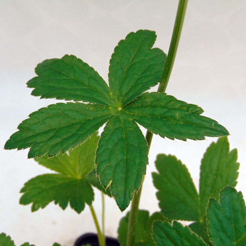 Astrance - Astrantia major Alba (White) (Foliage)