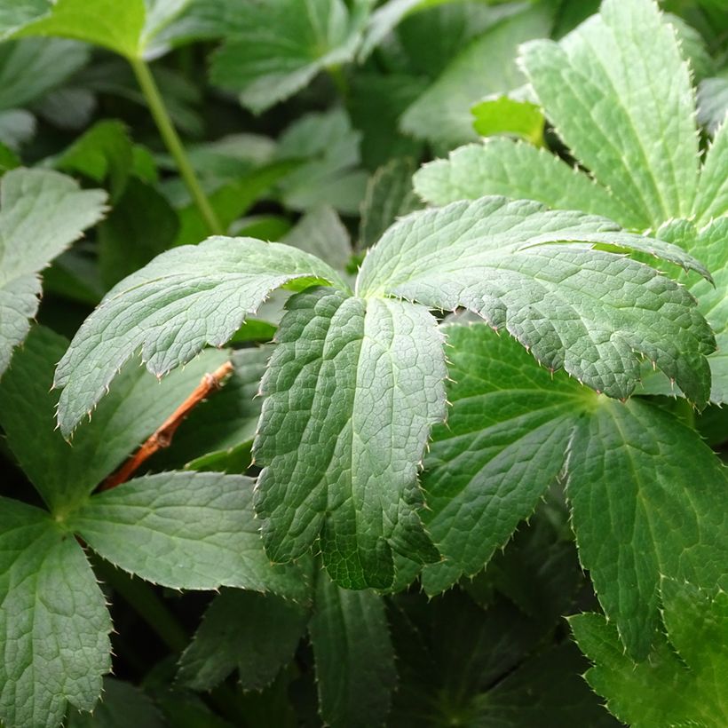 Astrance - Astrantia major Buckland (Foliage)