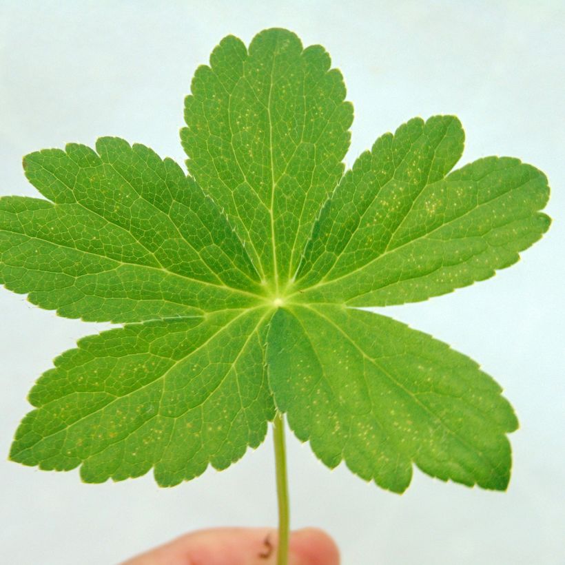 Astrance - Astrantia major Roma (Foliage)