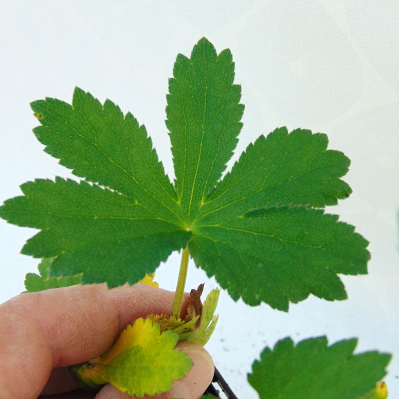 Astrance - Astrantia major Rubra (Foliage)