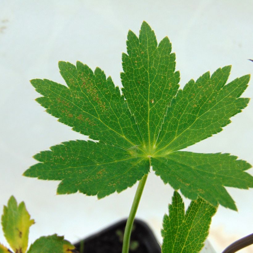 Astrance - Astrantia major Ruby Wedding (Foliage)