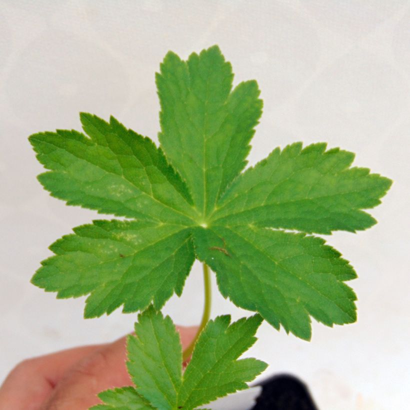 Astrance - Astrantia major Shaggy (Foliage)