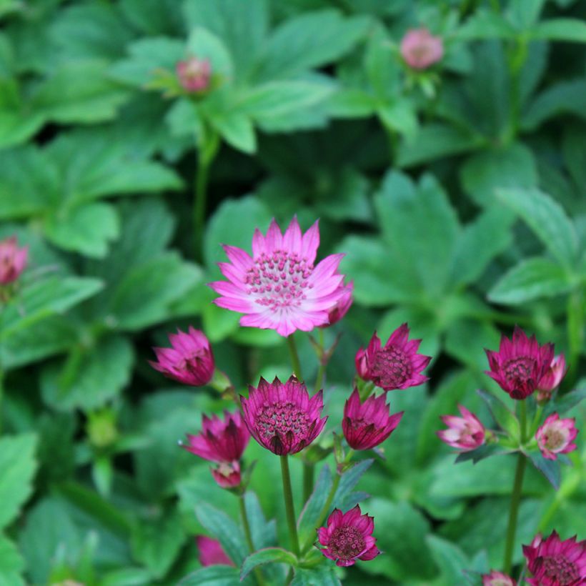 Astrance Major Venice (Flowering)