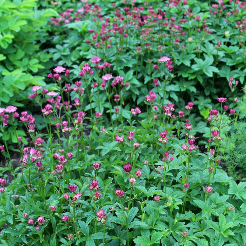 Astrance Major Venice (Plant habit)
