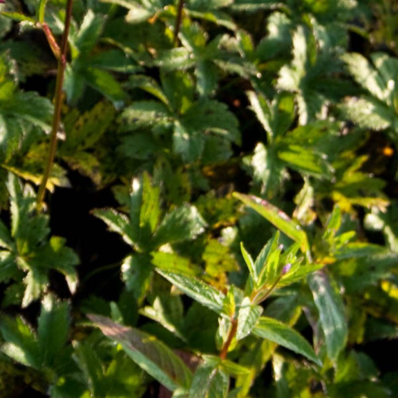 Astrance - Astrantia major Hadspen Blood (Foliage)