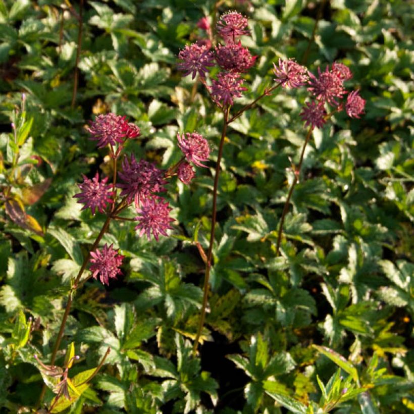 Astrance - Astrantia major Hadspen Blood (Plant habit)
