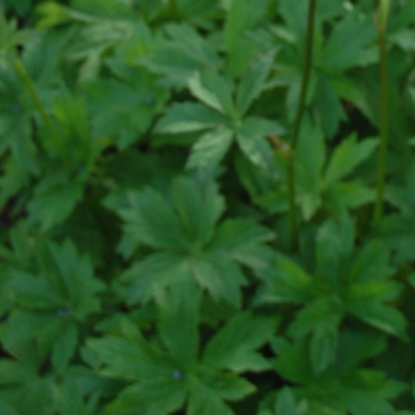 Astrance - Astrantia major Lars (Foliage)