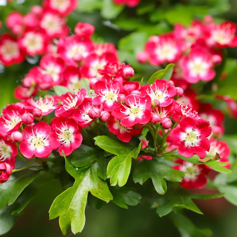 Aubépine - Crataegus laevigata Crimson Cloud (Flowering)