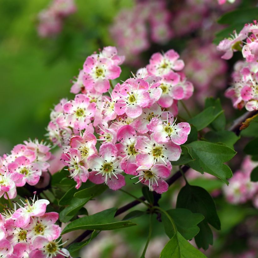 Crataegus laevigata Princesse Sturdza - Aubépine lisse (Flowering)
