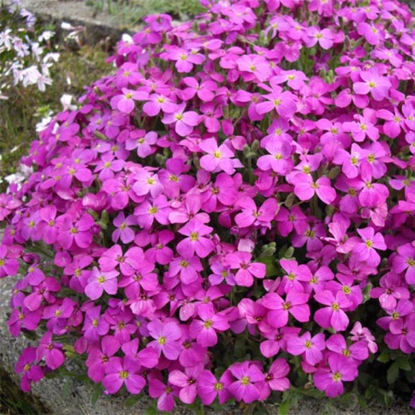 Aubrieta Bressingham Red - Aubriète rouge (Plant habit)