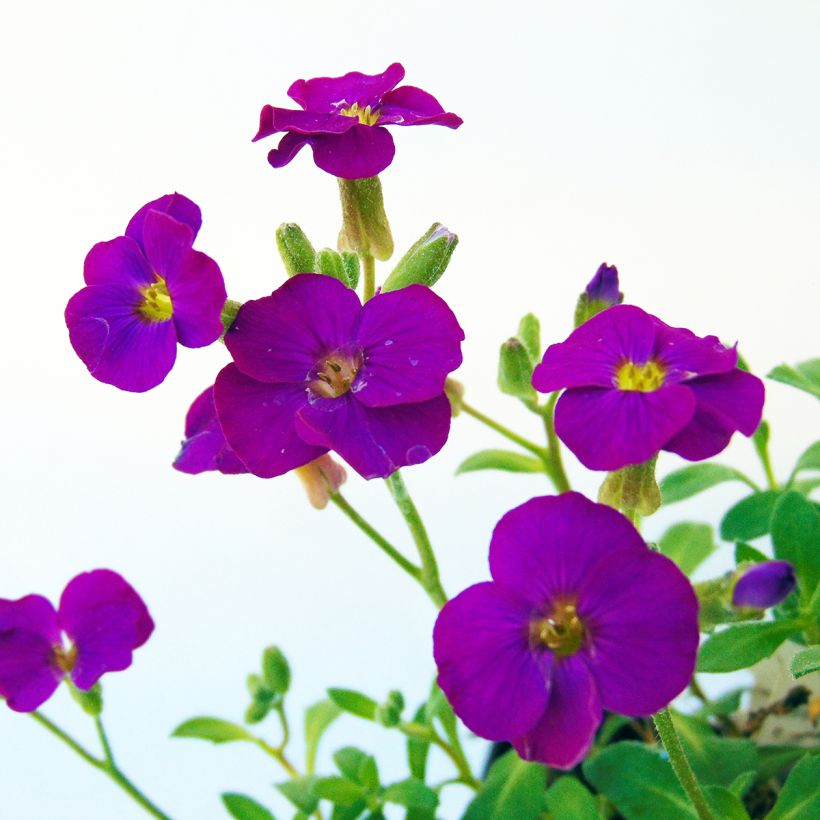 Aubrieta Bressingham Red - Aubriète rouge (Flowering)
