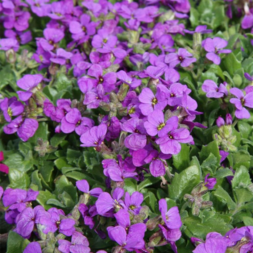 Aubriète mauve - Aubrieta x cultorum Hamburger Stadtpark (Flowering)