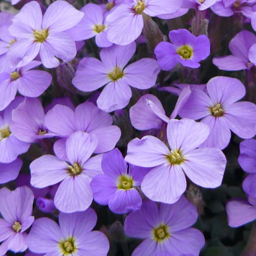 Aubriète Novalis Blue - Aubrieta x cultorum (Flowering)