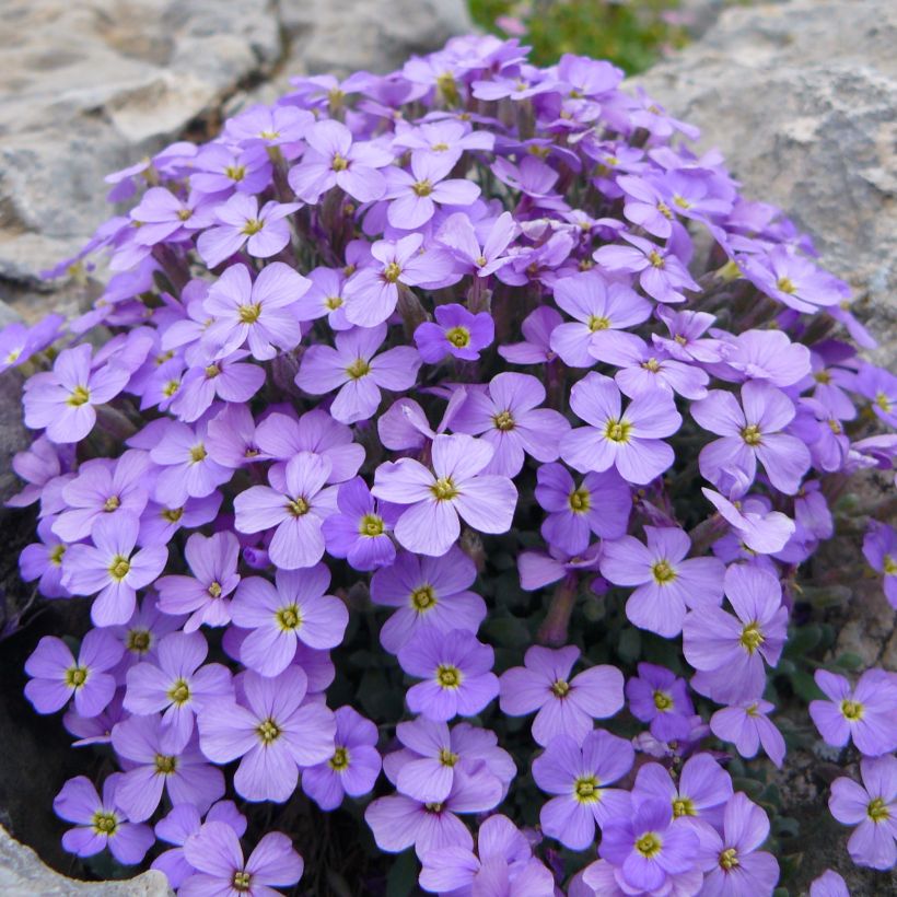 Aubriète Novalis Blue - Aubrieta x cultorum (Plant habit)