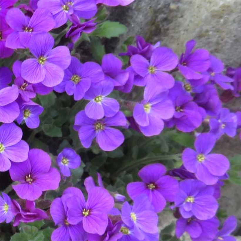 Aubriète violette - Aubrieta Cascade Purple (Flowering)