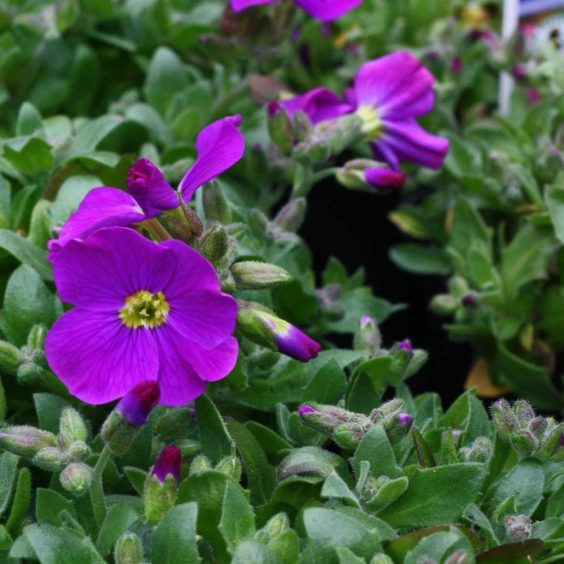 Aubriete Kitte® Bleu (Blue)  - Aubrieta x gracilis (Flowering)