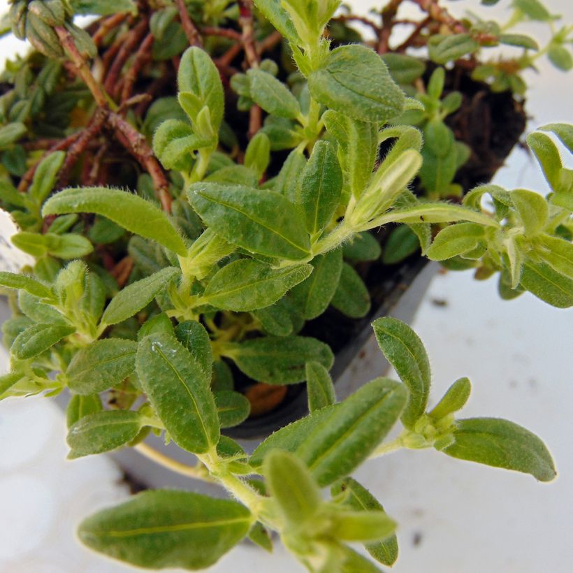 Aubriète rouge - Aubrieta Cascade Red (Foliage)