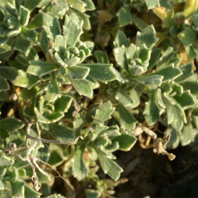 Aubriète, Aubrietia Argenteovariegata (Foliage)