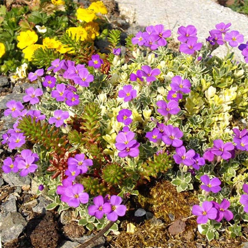 Aubriète, Aubrietia Argenteovariegata (Flowering)