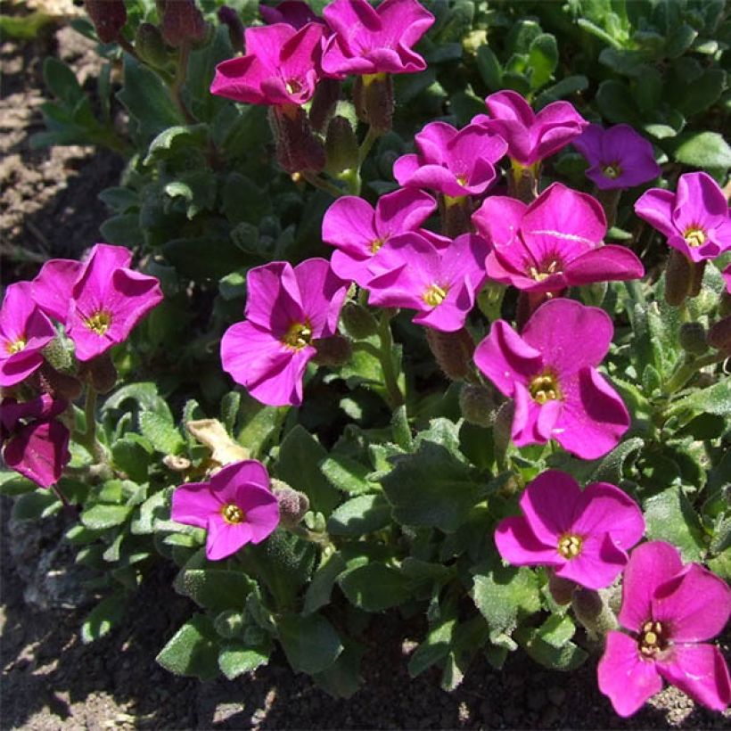 Aubriete Red Carpet (Plant habit)