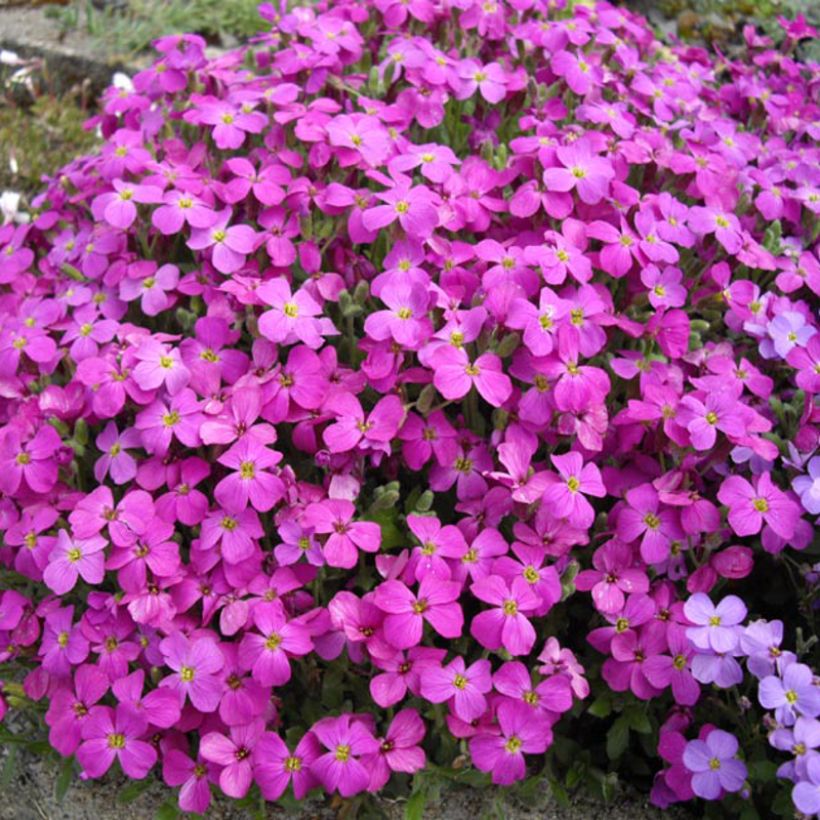 Aubriète, Aubrietia macedonica (Flowering)