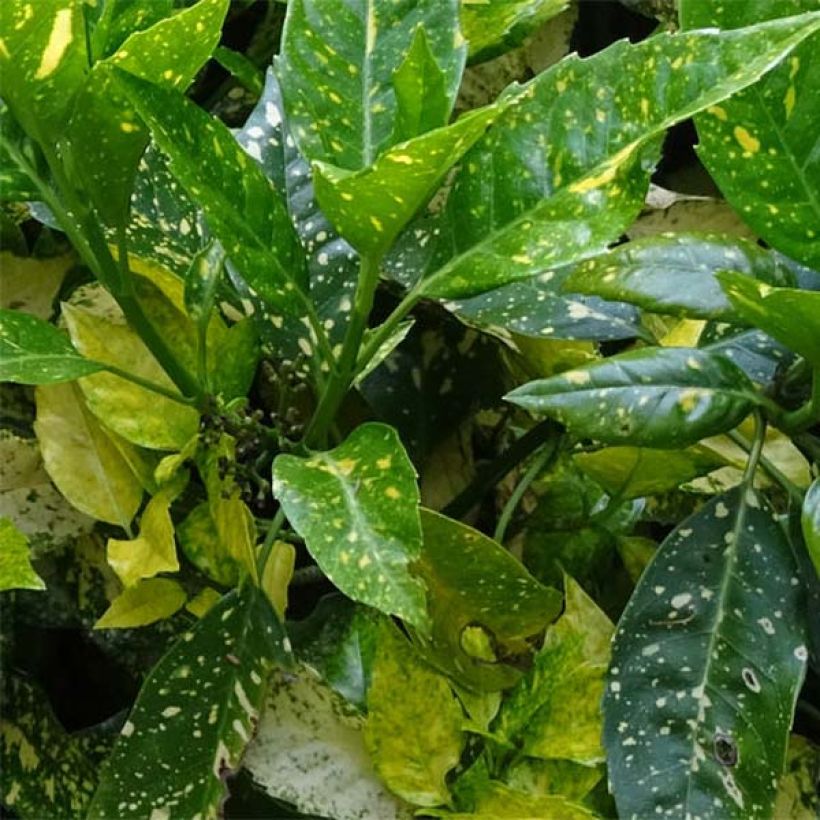 Aucuba japonica - Laurier du Japon (Foliage)