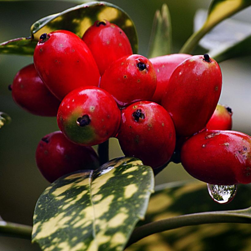 Aucuba japonica - Laurier du Japon (Harvest)