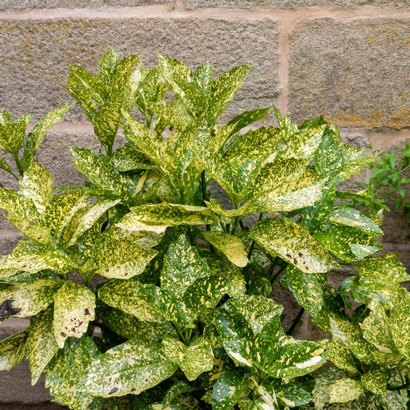 Aucuba japonica Golden king - Laurier du Japon panaché (Foliage)