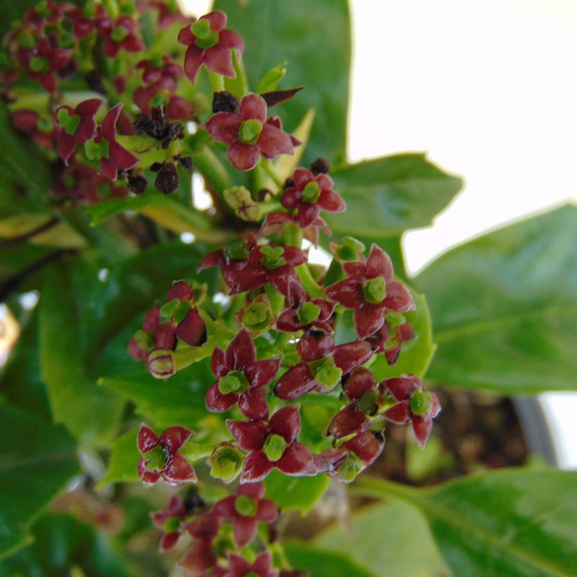 Aucuba japonica - Laurier du Japon (Flowering)