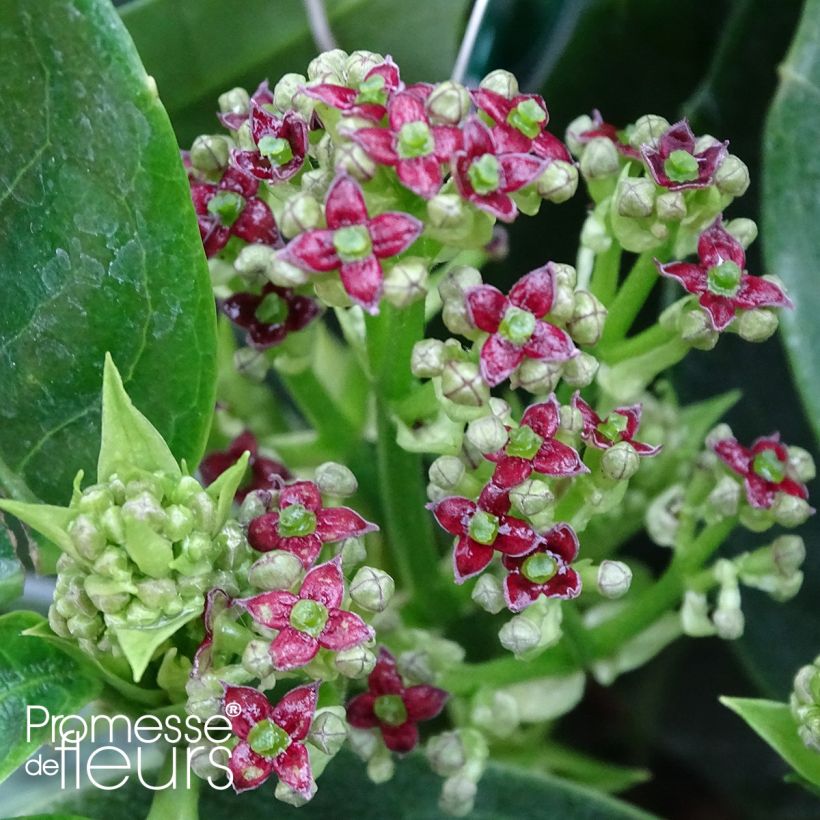 Aucuba japonica Rozannie - Aucuba du Japon  (Flowering)