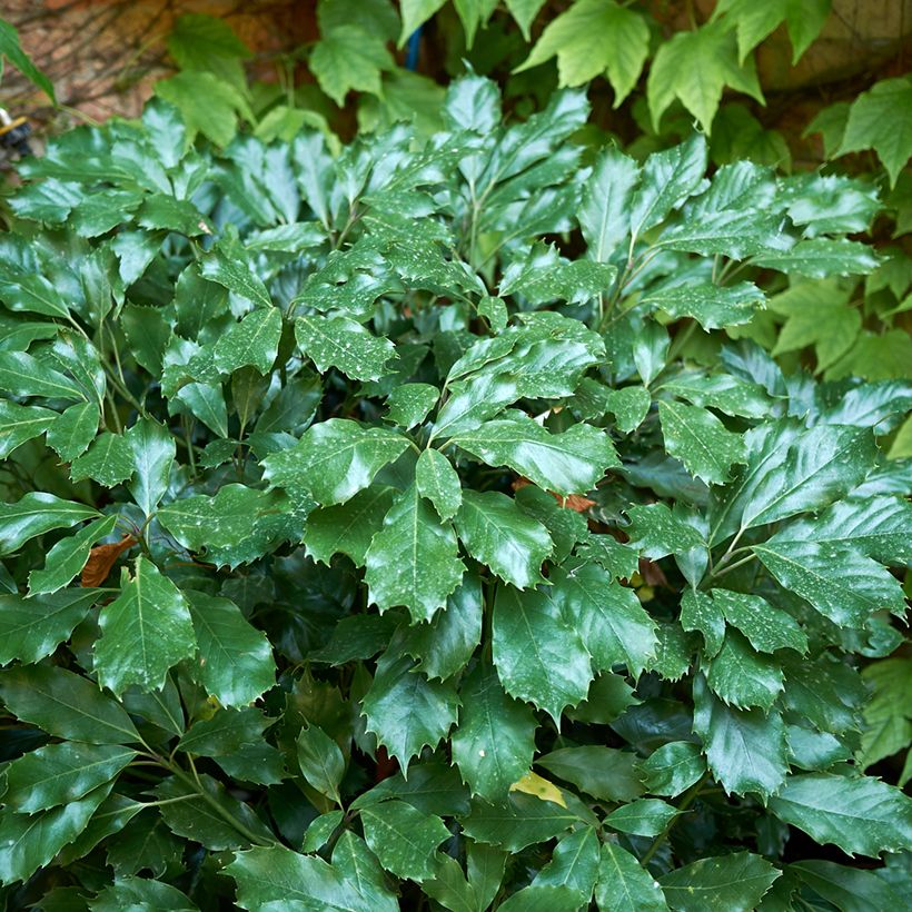 Aucuba japonica Rozannie - Aucuba du Japon  (Foliage)