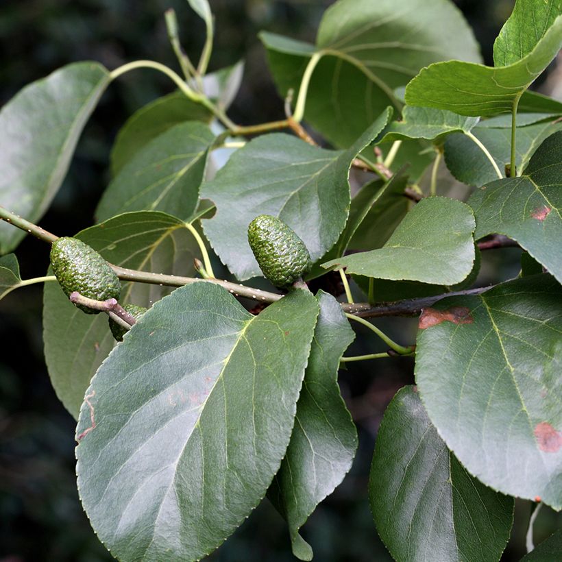 Aulne de Corse - Alnus cordata (Foliage)