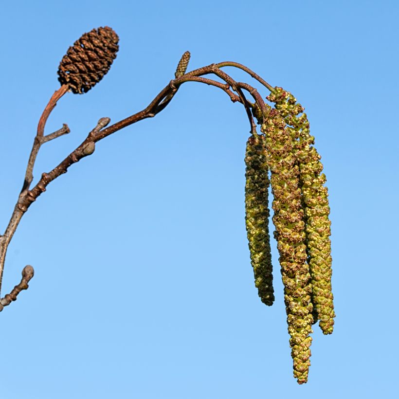 Aulne de Corse - Alnus cordata (Harvest)