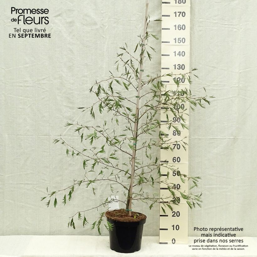 Example of Aulne glutineux - Alnus glutinosa Imperialis Pot de 7,5L/10L as you get in automne