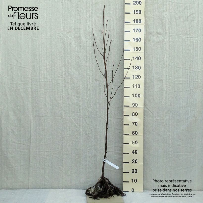 Example of Aulne glutineux - Alnus glutinosa Petites Racines nues as you get in hiver