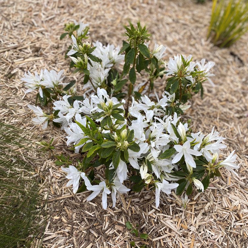 Azalée du Japon Koromo shikibu White - Rhododendron hybride (Plant habit)