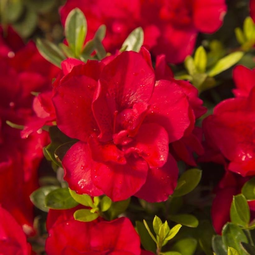 Azalée hybride ENCORE® Bonfire (Flowering)