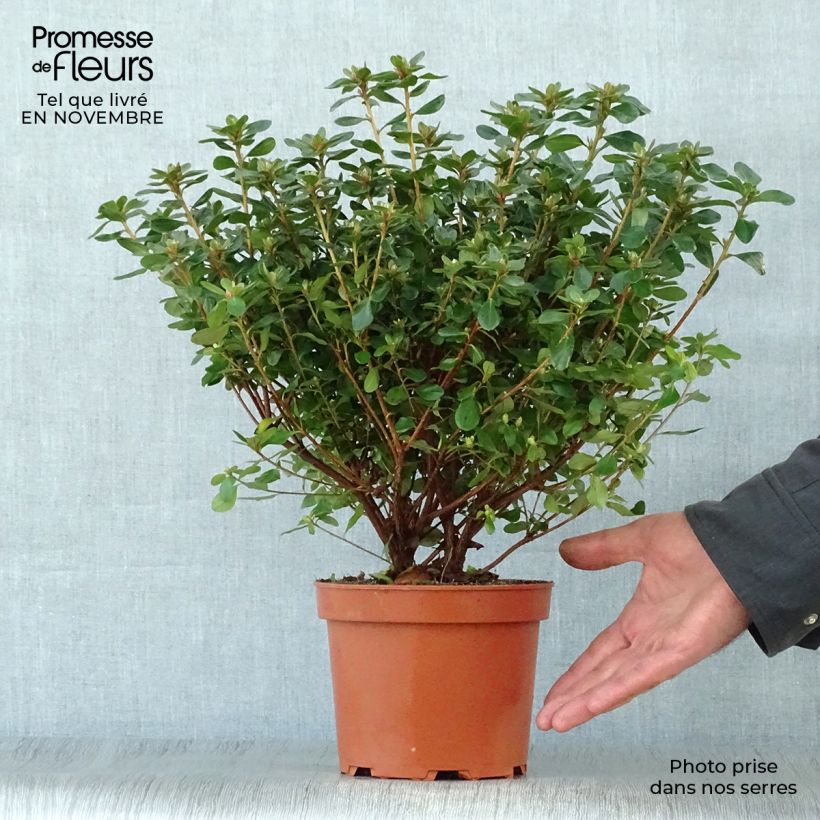 Example of Azalée du Japon Hino-Crimson - Rhododendron hybride Pot de 2L/3L as you get in automne
