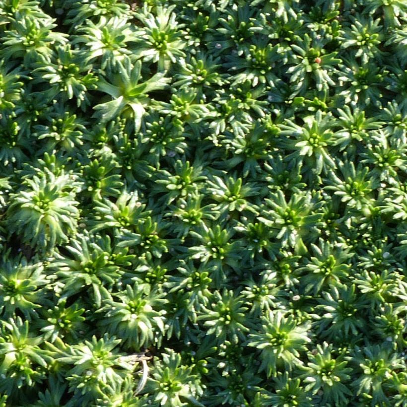 Azorella trifurcata Nana - Azorelle  (Foliage)