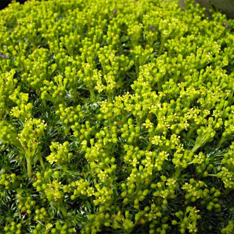 Azorella trifurcata Nana - Azorelle  (Flowering)