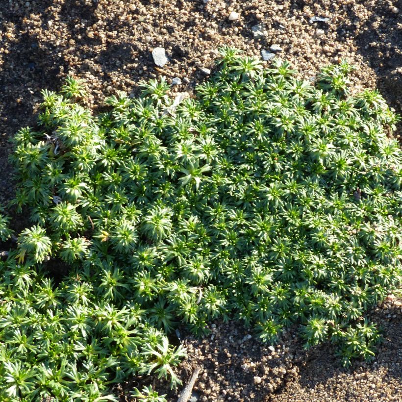 Azorella trifurcata Nana - Azorelle  (Plant habit)