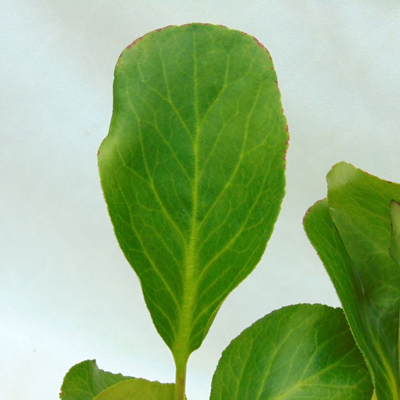 Bergenia hybride Harzkristall (Foliage)