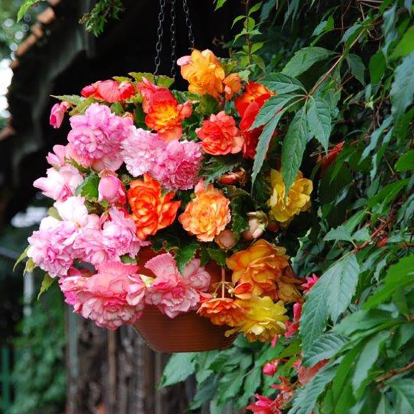 Bégonia retombant Balcony mix 2 couleurs - Begonia pendula (Flowering)
