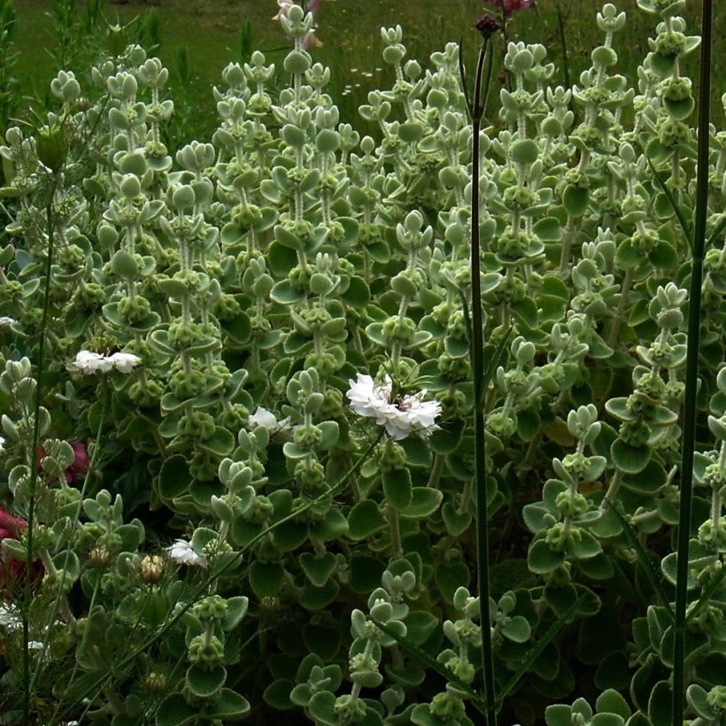 Ballota pseudodictamnus - Ballote pseudodictame (Plant habit)