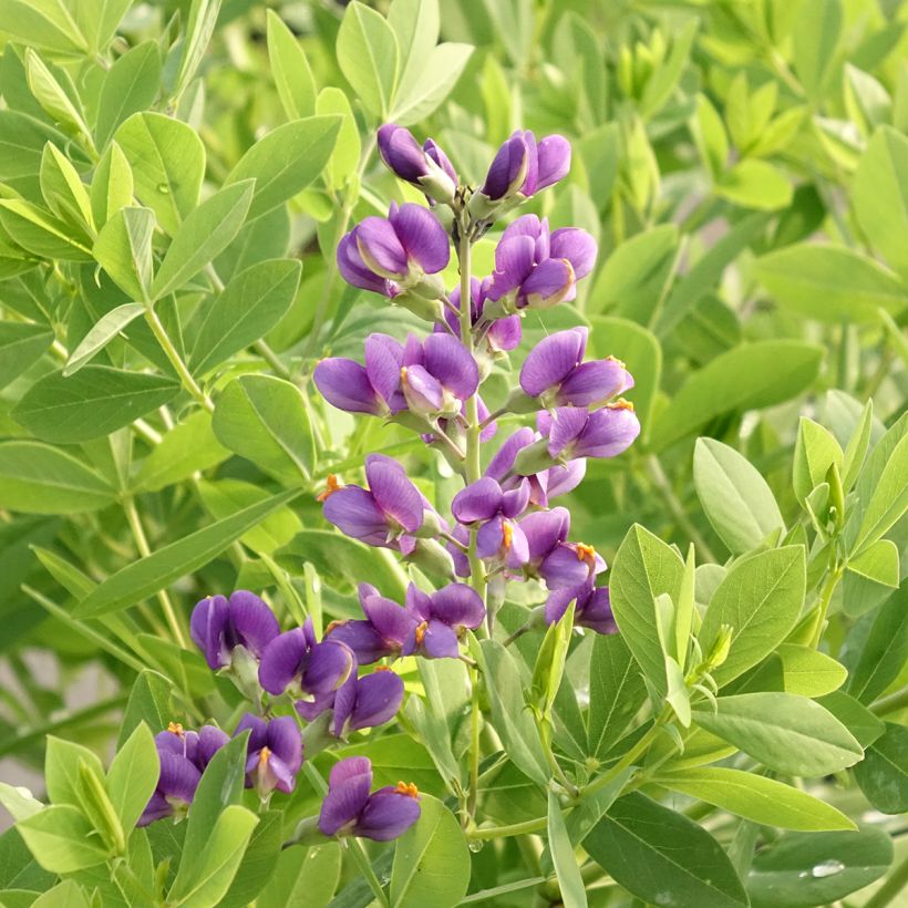 Baptisia Blueberry Sundae - Faux-indigo (Flowering)