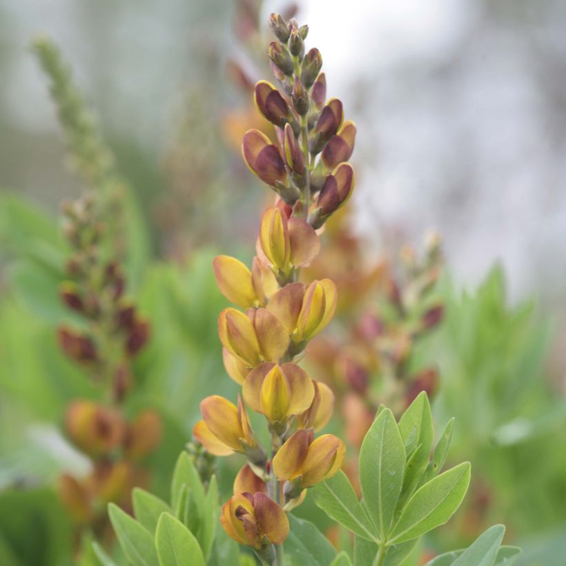 Baptisia Brownie Points - Lupin indigo (Flowering)