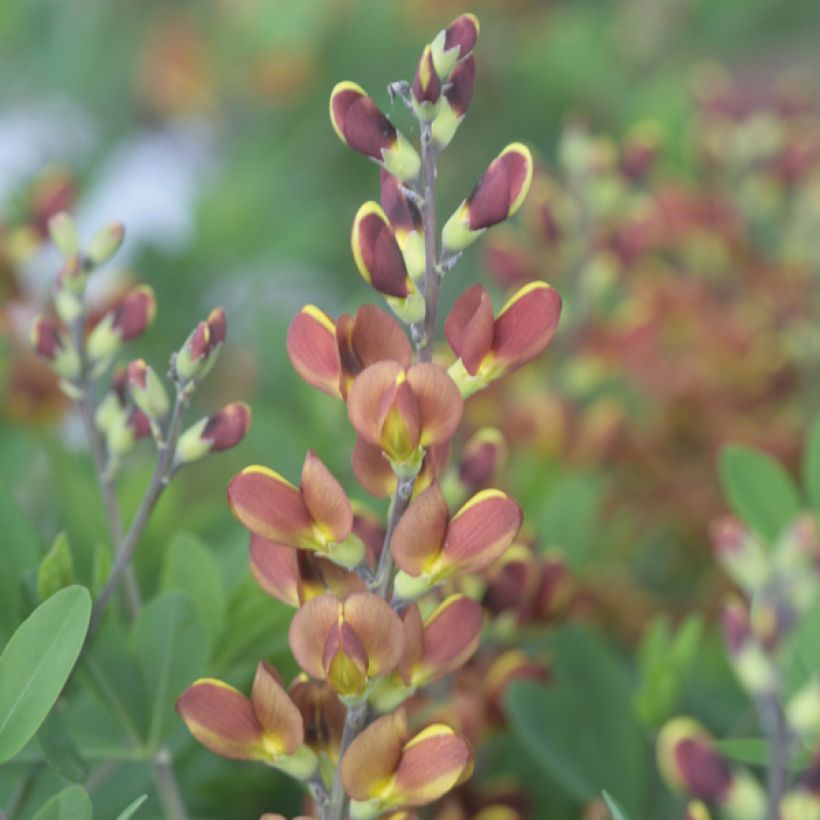 Baptisia Cherries Jubilee  - Lupin indigo (Flowering)